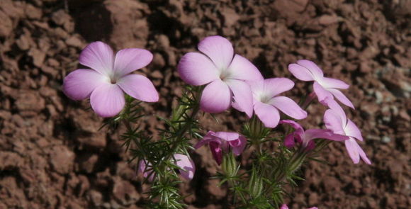 Image of tufted phlox