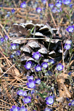 Image de Phacelia curvipes Torr. ex S. Wats.