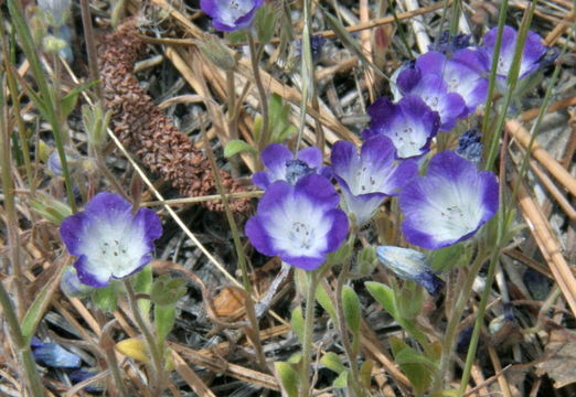 Image de Phacelia curvipes Torr. ex S. Wats.