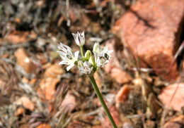 Image of pitted onion