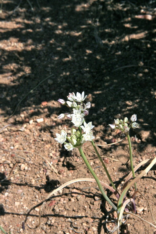 Image of pitted onion