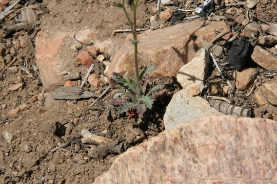 Imagem de Aliciella leptomeria (A. Gray) J. M. Porter