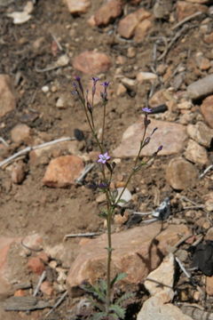 Image of sand gilia