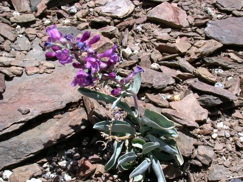 Image of Lone Pine beardtongue