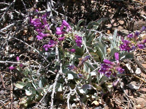 Image of Lone Pine beardtongue