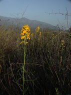 Image of sanddune wallflower