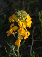 Image of sanddune wallflower