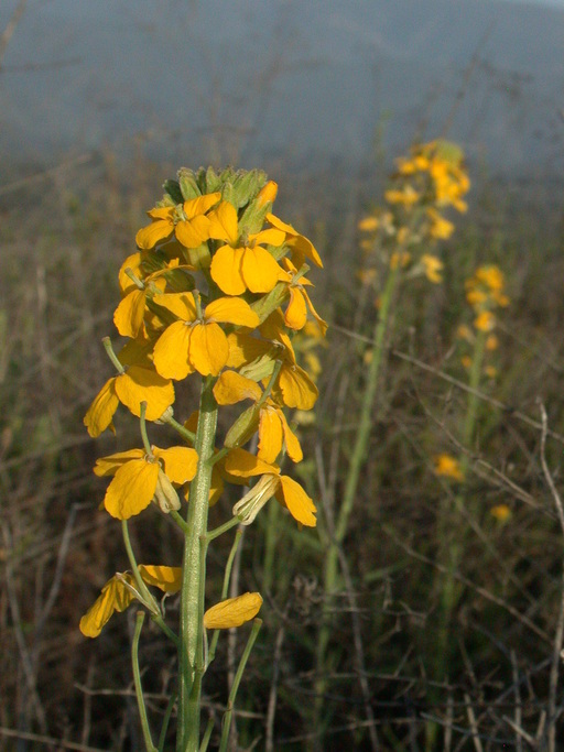 Image of sanddune wallflower