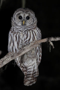 Image of Barred Owl