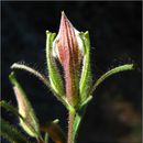 Image of <i>Cordylanthus <i>pilosus</i></i> ssp. pilosus