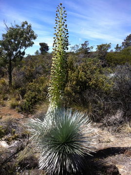 Plancia ëd Argyroxiphium kauense