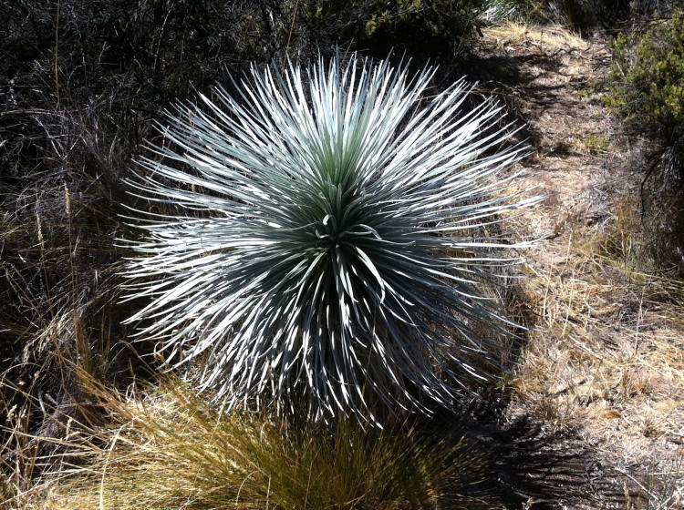 Plancia ëd Argyroxiphium kauense