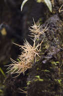 Sivun Pterulaceae kuva