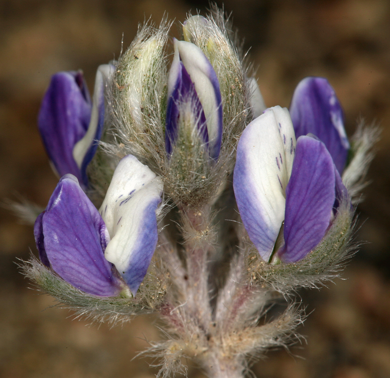 Image of matted lupine