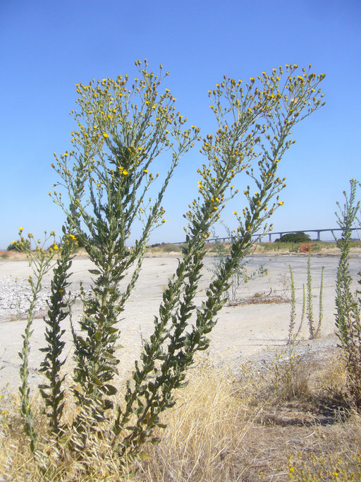 Image of telegraphweed