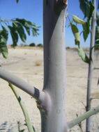 Image of tree tobacco