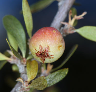 Image of wild crab apple