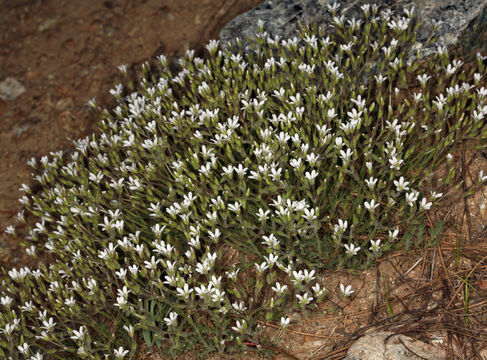 صورة <i>Minuartia nuttallii</i> var. <i>gregaria</i>