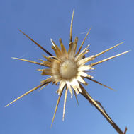 Image of yellow star-thistle