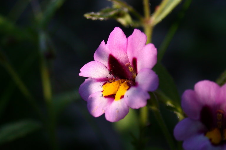 Image of <i>Mimulus filicaulis</i>