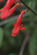 Image of Bridge penstemon