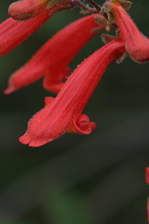 Image of Bridge penstemon