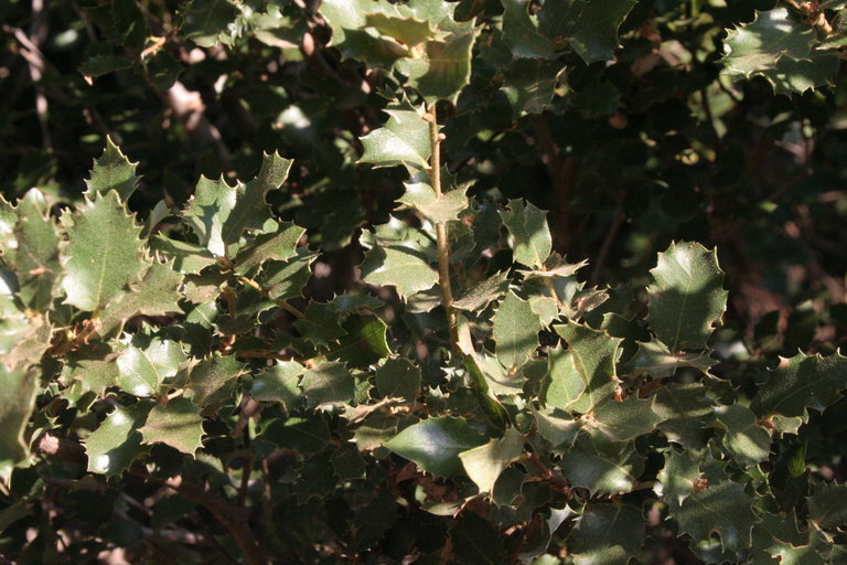Слика од Quercus chrysolepis Liebm.