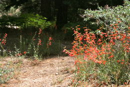 Image of Bridge penstemon