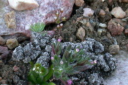 Image of slender phlox