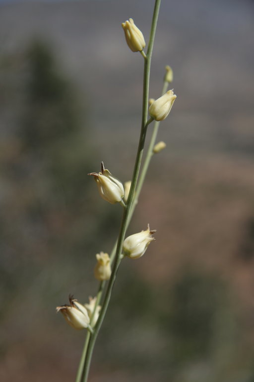 Image of longbeak streptanthella