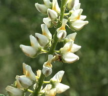 Image of narrowflower lupine