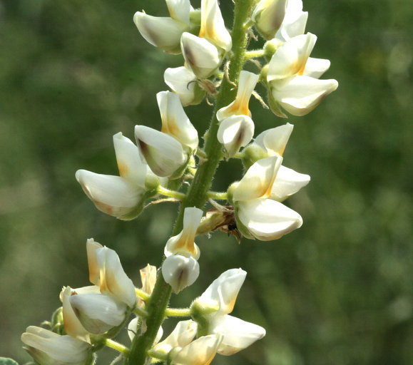 Plancia ëd Lupinus angustiflorus Eastw.