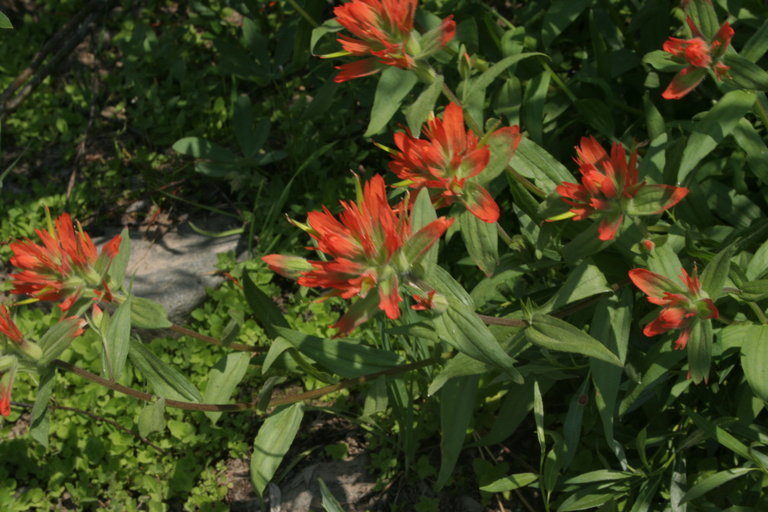 Image of giant red Indian paintbrush