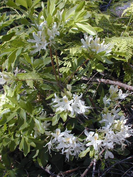 Image of western azalea