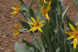 Image of Carey's balsamroot