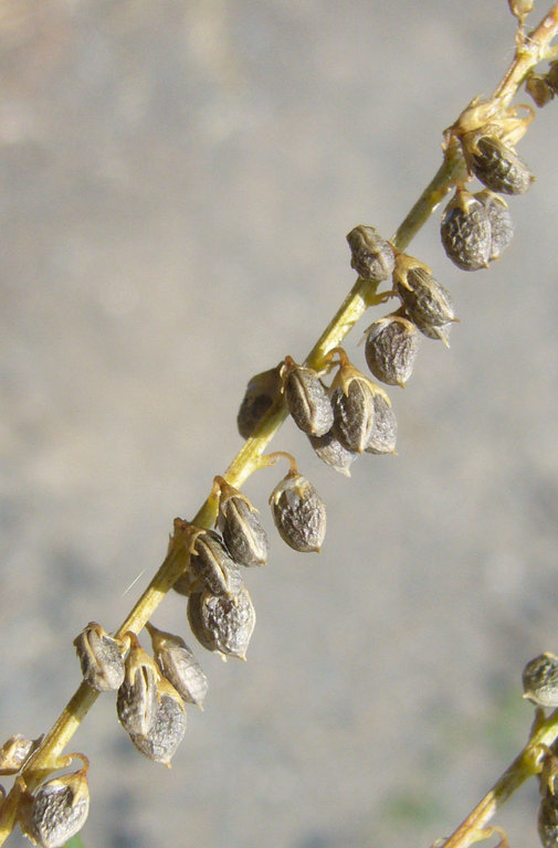 白花草木樨的圖片