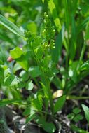 Image of northern moonwort