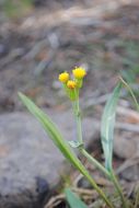 Image of water ragwort