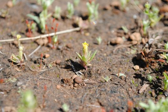 Plancia ëd <i>Mimulus pygmaeus</i>