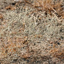 Image of Bailey's buckwheat