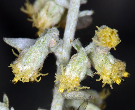 Image of white sagebrush