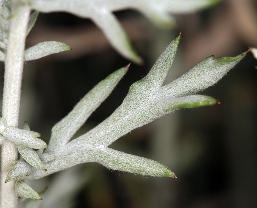 Imagem de Artemisia ludoviciana subsp. albula (Woot.) Keck