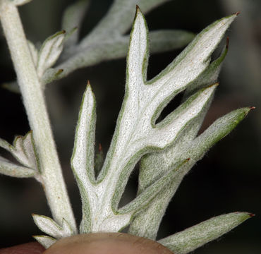 Image of white sagebrush