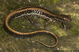 Image of Three-lined Salamander