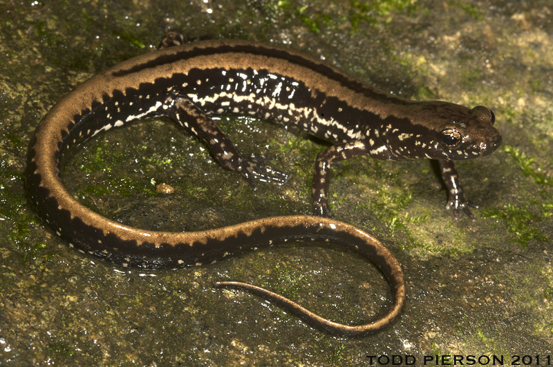 Image of Three-lined Salamander