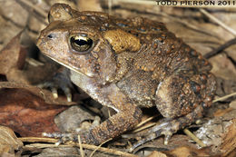 Imagem de Anaxyrus americanus (Holbrook 1836)