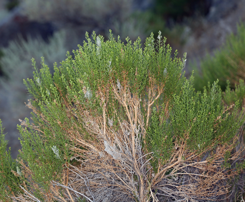 Ericameria teretifolia (Dur. & Hilg.) Jepson resmi