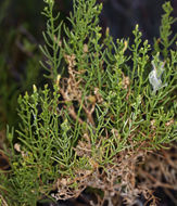 Ericameria teretifolia (Dur. & Hilg.) Jepson resmi