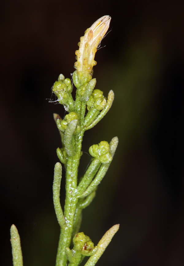 Ericameria teretifolia (Dur. & Hilg.) Jepson resmi