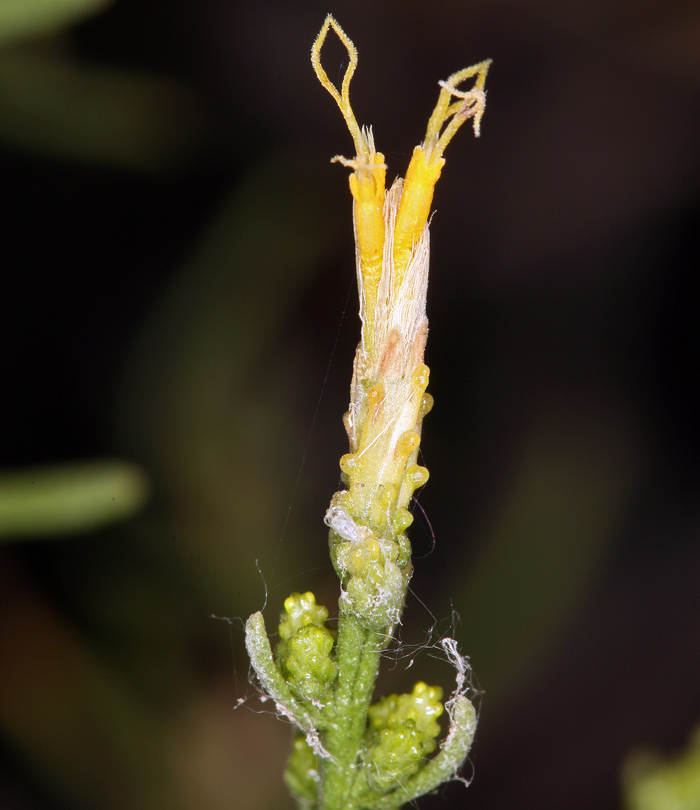 Ericameria teretifolia (Dur. & Hilg.) Jepson resmi